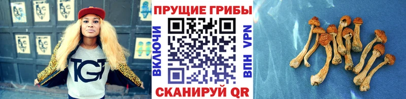 продажа наркотиков  Соль-Илецк  Псилоцибиновые грибы Magic Shrooms 